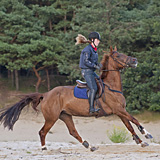 Running horses